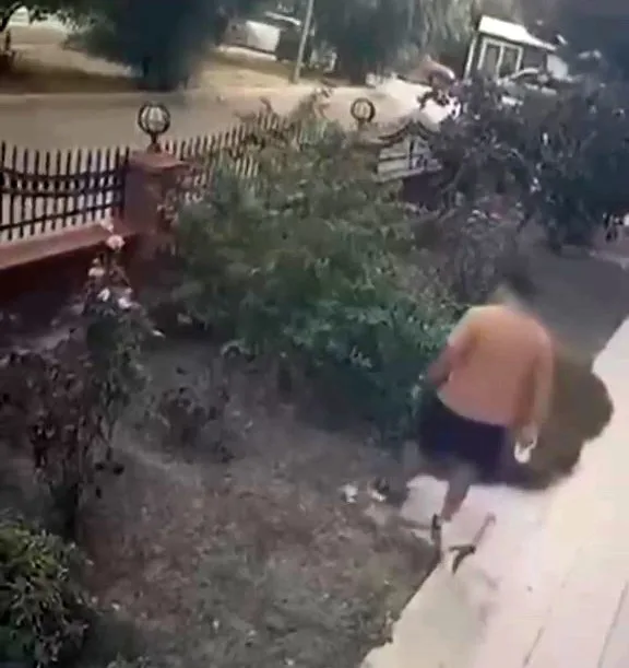 Köpeği gezdirirken yavrulu kediyi tekmeledi! O anlar kamerada