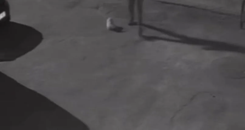 İzmir’de sahibinden köpeğe acımasız tekme