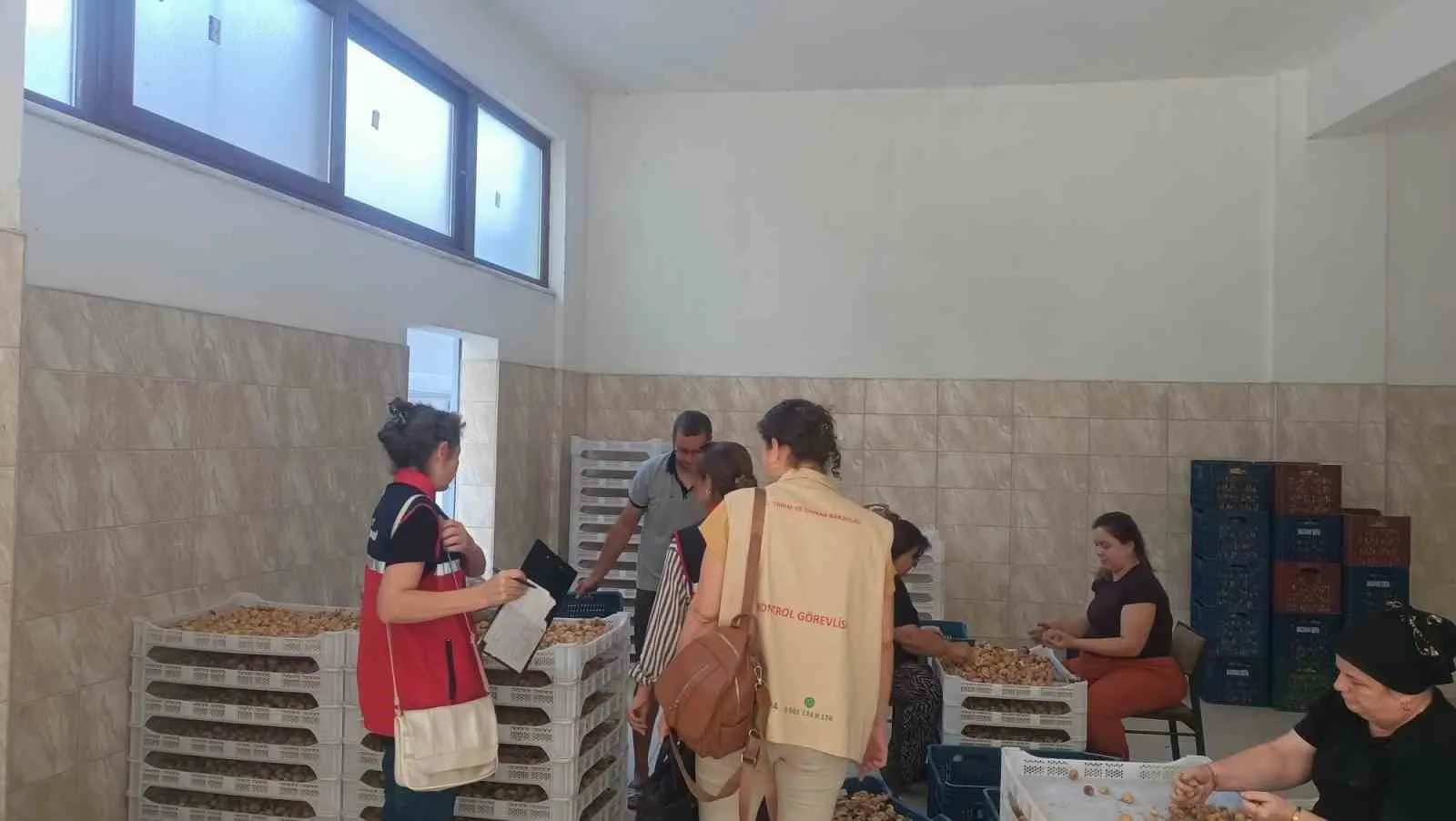 Aydın incirinin güvenilirliği için sahada titiz denetim