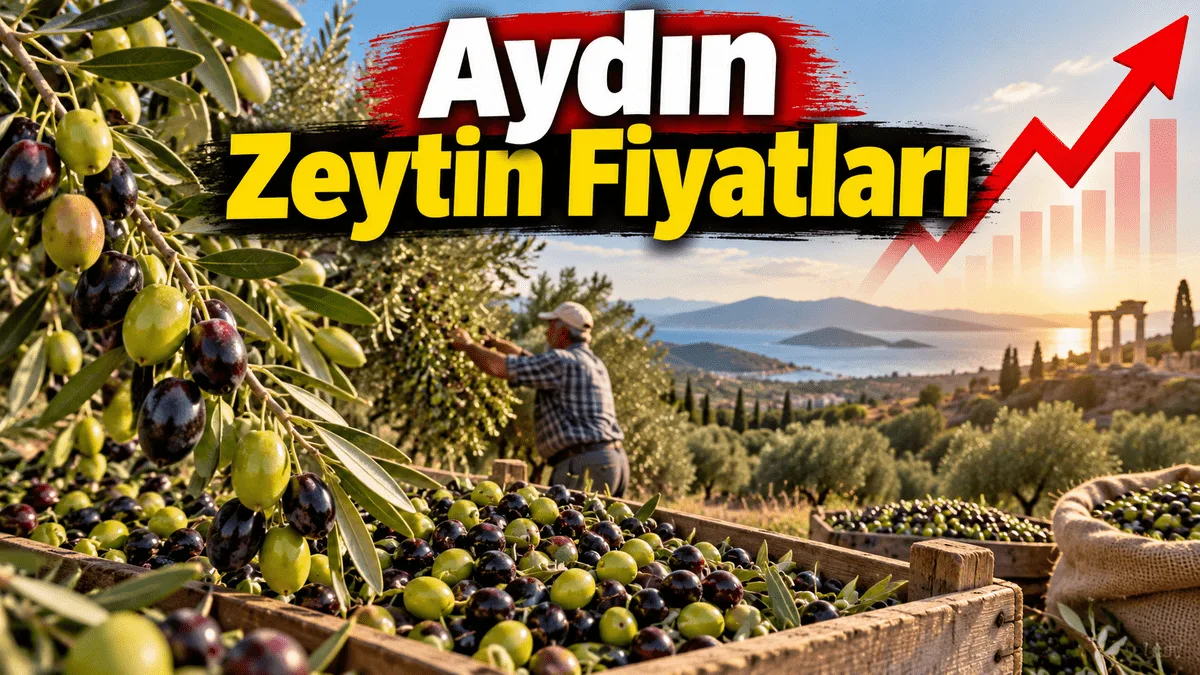 Aydın Zeytin Fiyatları 2026: Üreticinin Gözü Yeni Sezon Fiyatında! Zeytinin Kilosu Kaç TL?