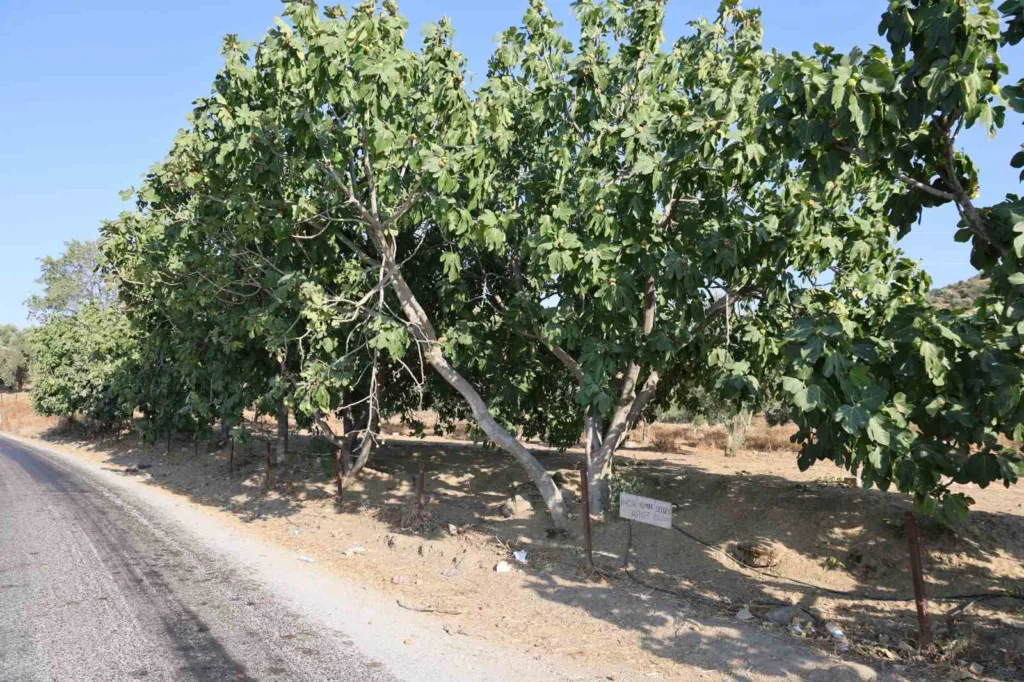 aydinda incir bahcesine asilan not yuzleri gulumsetti incir yimek selbes 23aec5b09c14