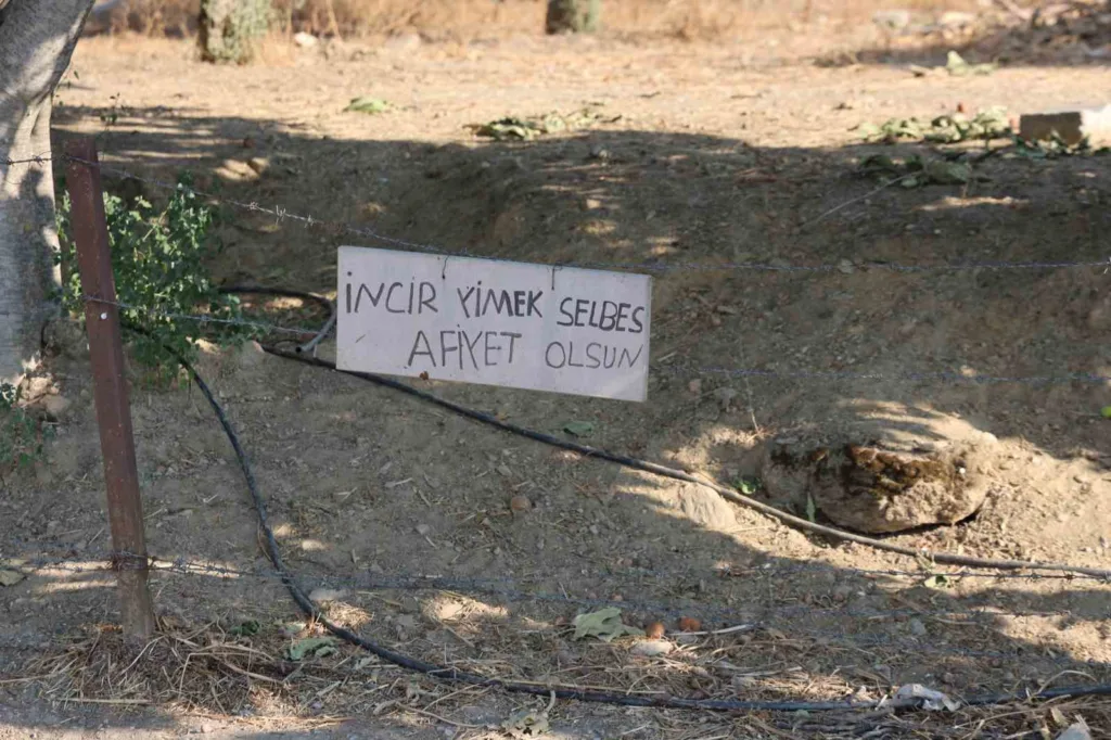 aydinda incir bahcesine asilan not yuzleri gulumsetti incir yimek selbes e548d2aa78f6