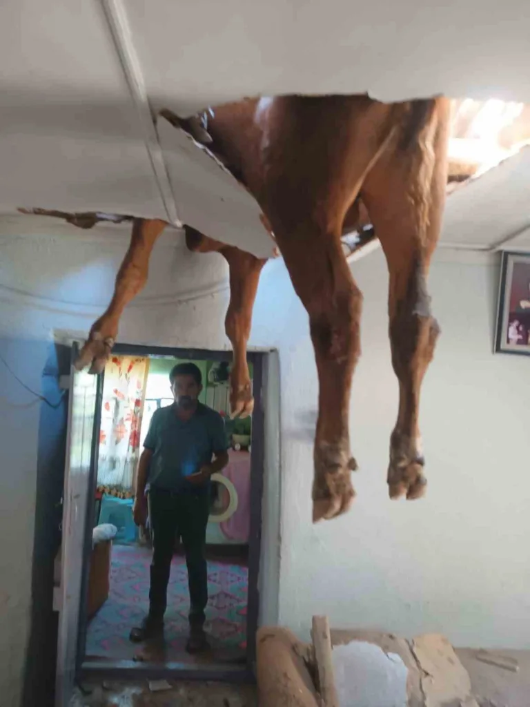 Damızlık boğa ortalığı birbirine kattı 3 damizlik boga ortaligi birbirine katti 85b0af4d21ae