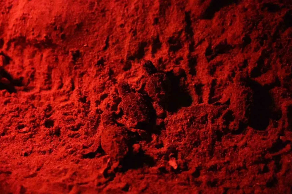 Didim Belediyesi Caretta Caretta’ların güvenli yolculuğuna eşlik ediyor 5 didim belediyesi caretta carettalarin guvenli yolculuguna eslik ediyor 374553e9a979