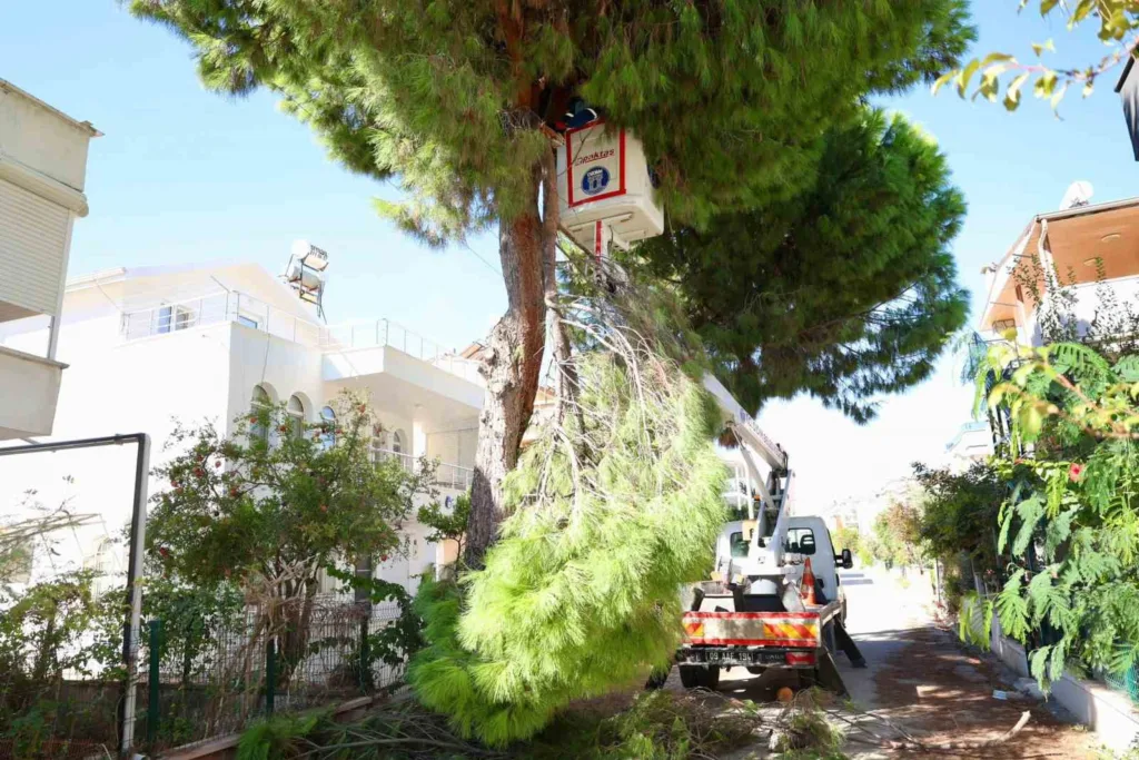 didimde budama calismalari devam ediyor a015abc3791a