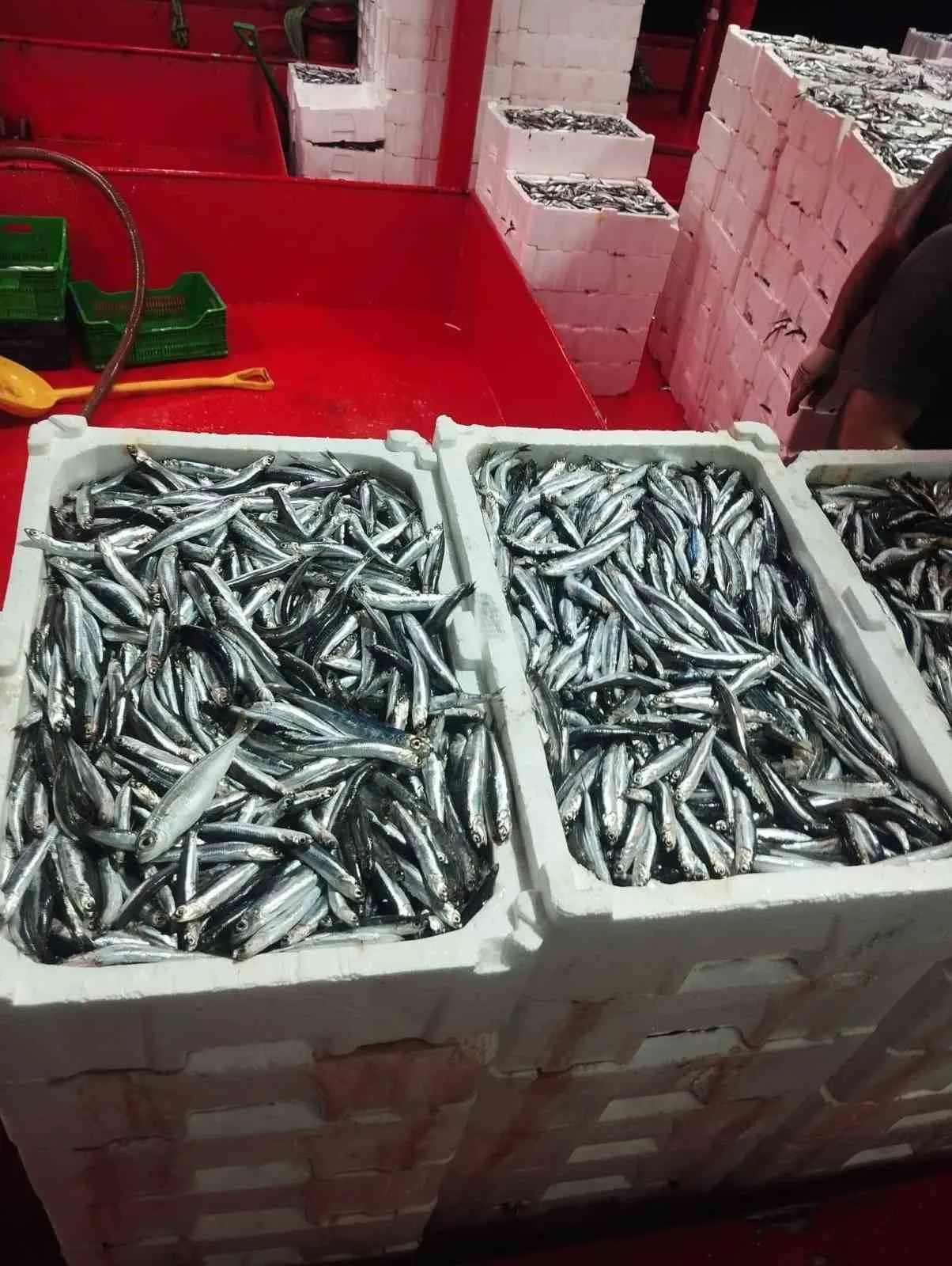 Didim’de hamsi denetimi sürüyor