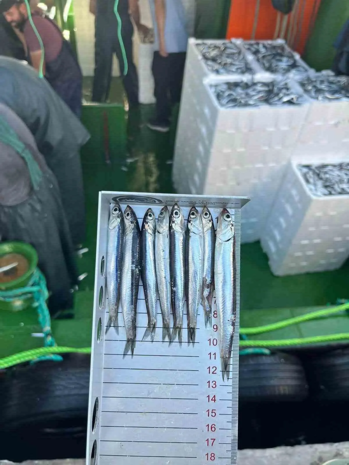 Didim’de ’Hamsi Kotası’ denetimi yapıldı 5 Didim’de ’Hamsi Kotası’ denetimi yapıldı