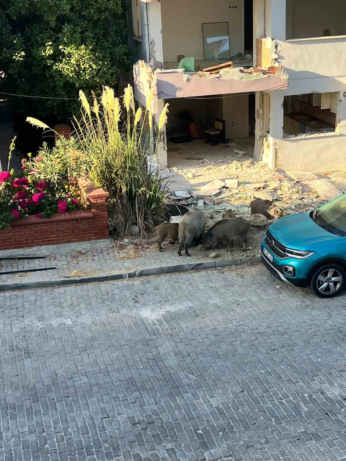 Domuz sürüsü mahalleye indi, vatandaşlar tedirgin oldu