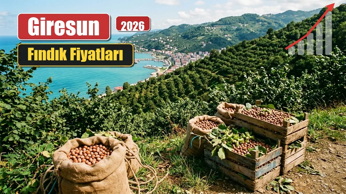 giresun findik fiyatlari kapak