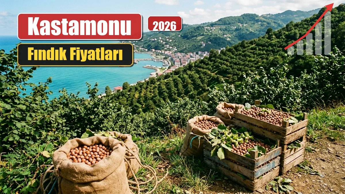 Kastamonu Fındık Fiyatları 9 Eylül 2026 4 Kastamonu Fındık Fiyatları 9 Eylül 2026