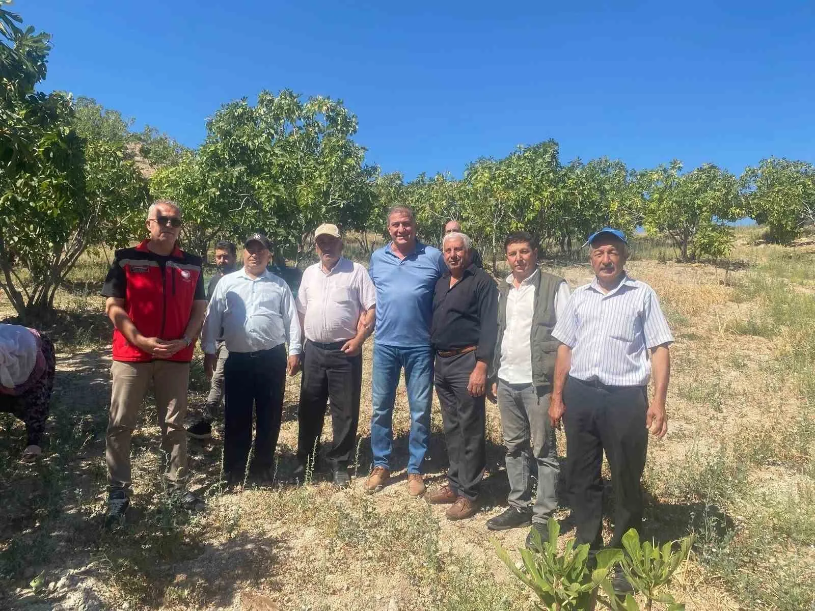 Kaymakam Arıkan, incir hasadına katıldı