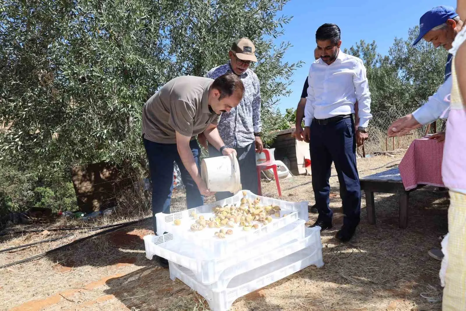 Kaymakam Battal, incir hasadında üreticilerle bir araya geldi