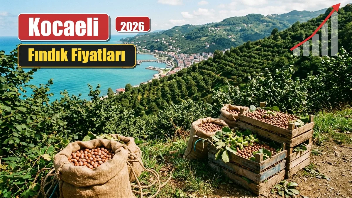 kocaeli findik fiyatlari kapak