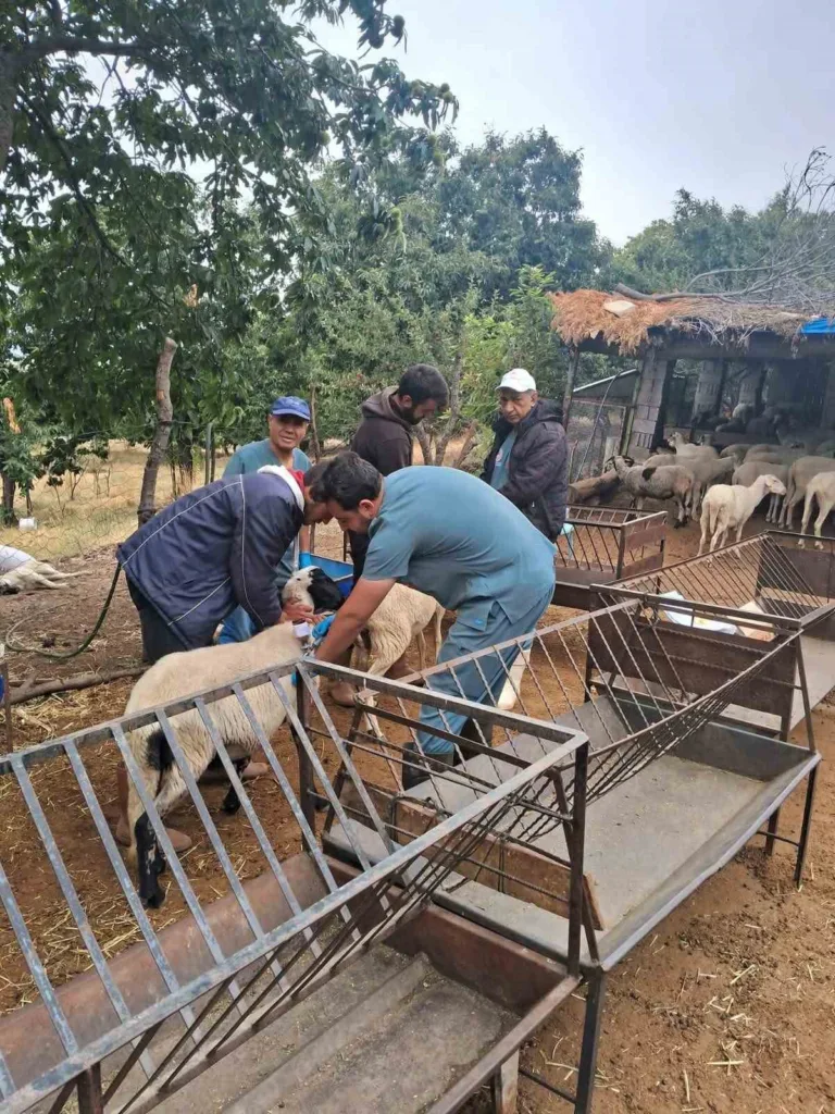 koskte koyun ve keciler saglik taramasindan geciriliyor 62ae30d08815