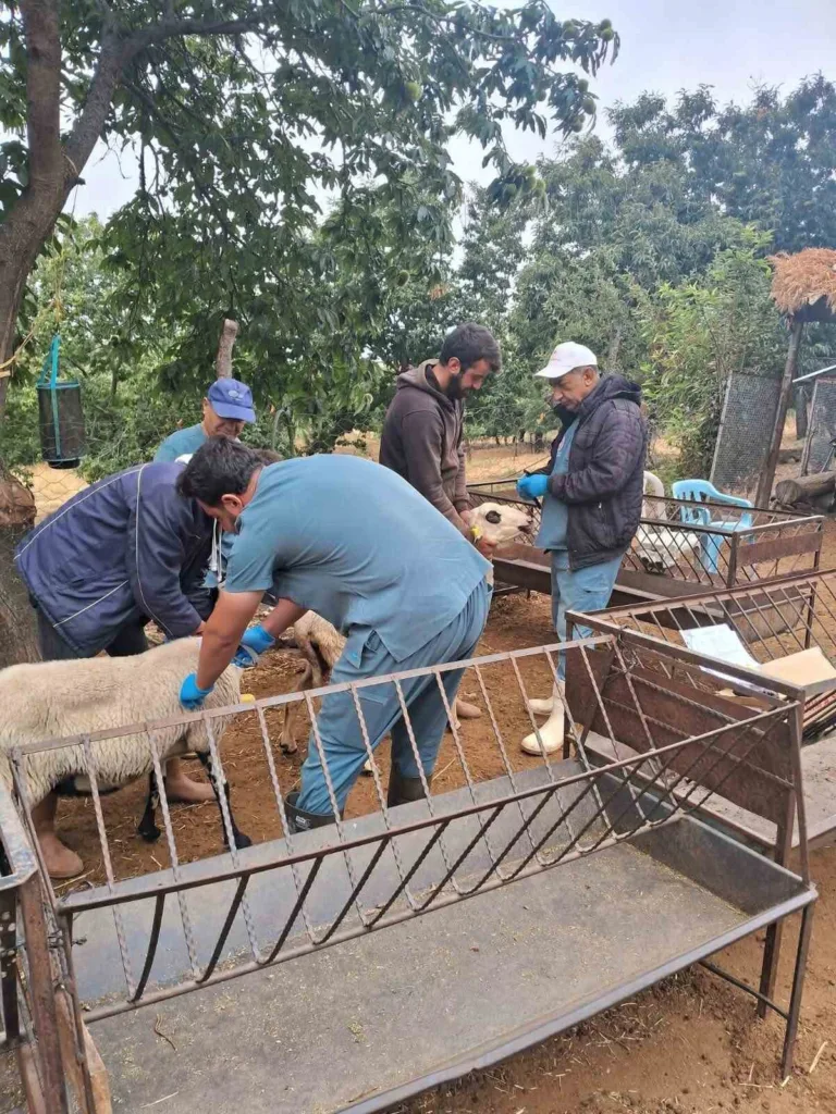 koskte koyun ve keciler saglik taramasindan geciriliyor 69f9dab30c5a