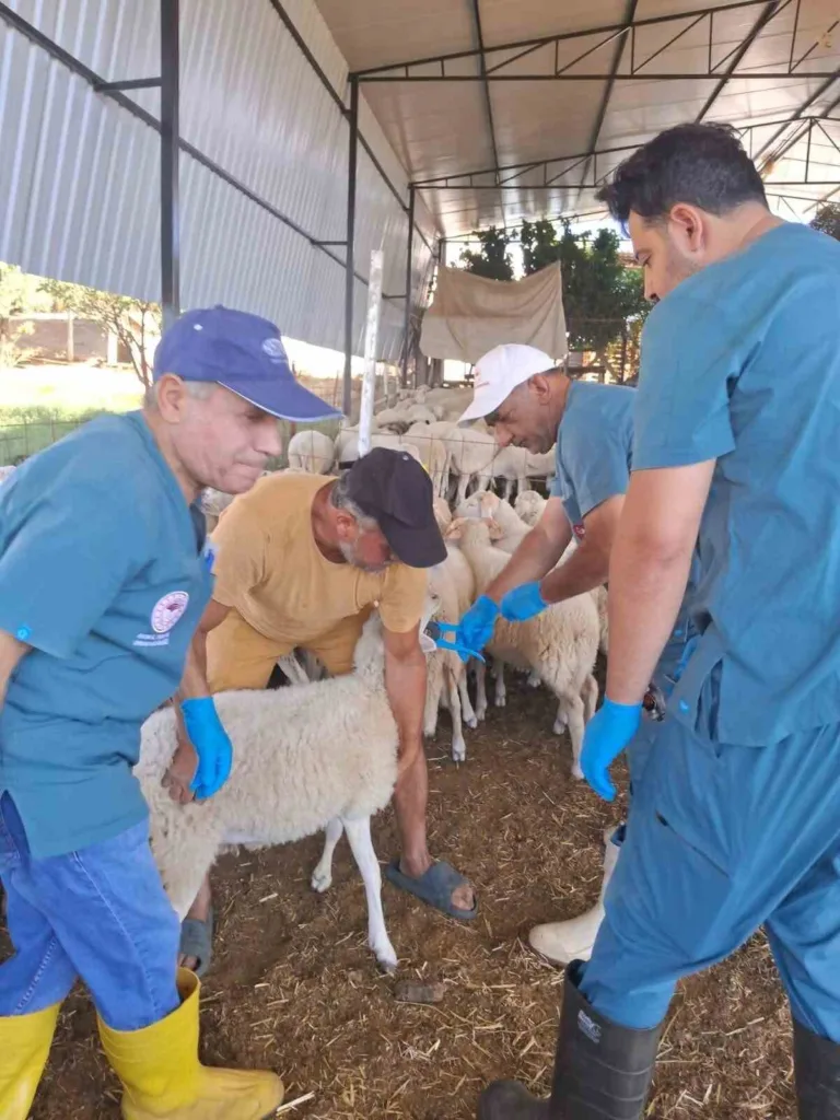 Köşk’te küçükbaş hayvanlara yönelik kimliklendirme çalışmaları sürüyor 2 koskte kucukbas hayvanlara yonelik kimliklendirme calismalari suruyor 28aa9fe4e856