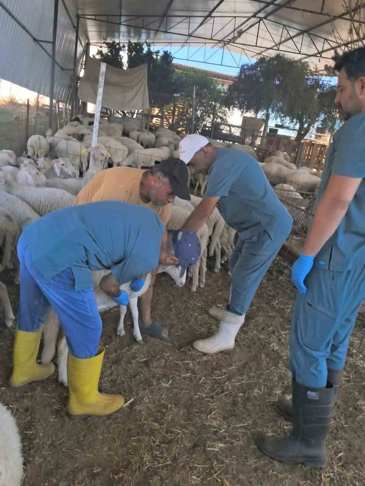 Köşk’te küçükbaş hayvanlara yönelik kimliklendirme çalışmaları sürüyor 1 koskte kucukbas hayvanlara yonelik kimliklendirme calismalari suruyor 40cb6296e724