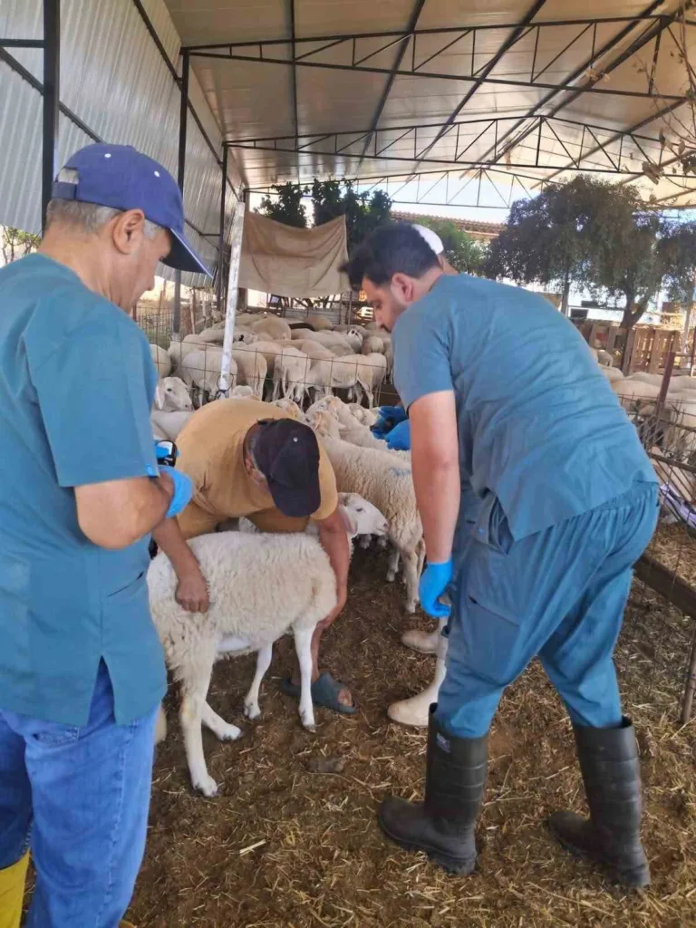 Köşk’te küçükbaş hayvanlara yönelik kimliklendirme çalışmaları sürüyor 3 koskte kucukbas hayvanlara yonelik kimliklendirme calismalari suruyor c361acb48866