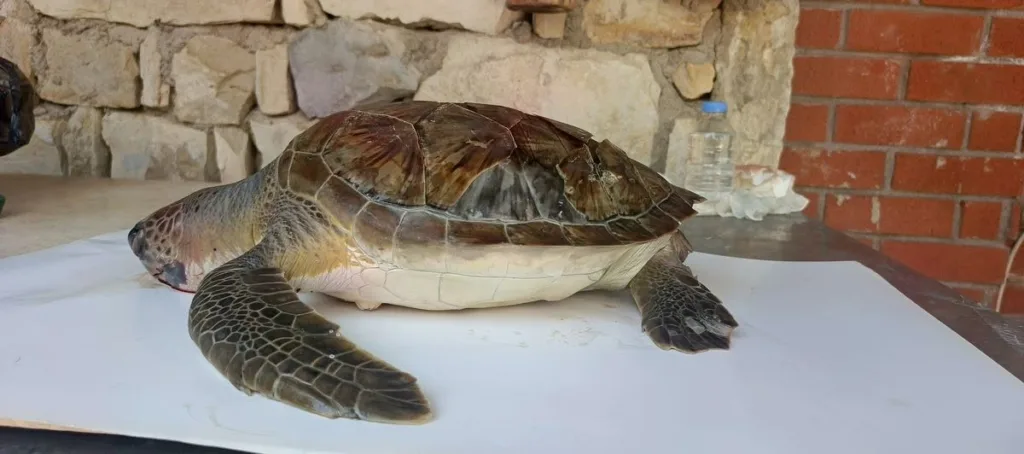 kusadasi korfezinde 4 deniz kaplumbagasi olu bulundu c509bd0a11f9
