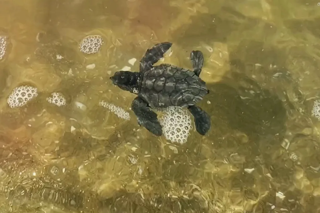 kusadasinda surpriz caretta caretta cikisi 74d66f8dfb30