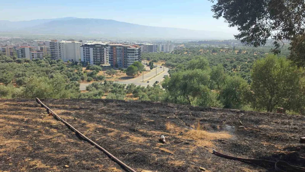 nazillide cikan yanginda 2 donum zeytinlik zarar gordu 6577739f786d