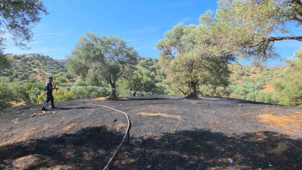nazillide cikan yanginda 2 donum zeytinlik zarar gordu a084d0729aec