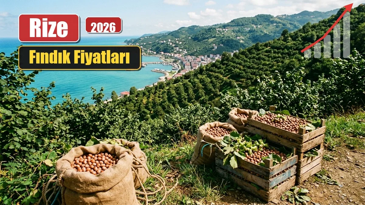 rize findik fiyatlari kapak