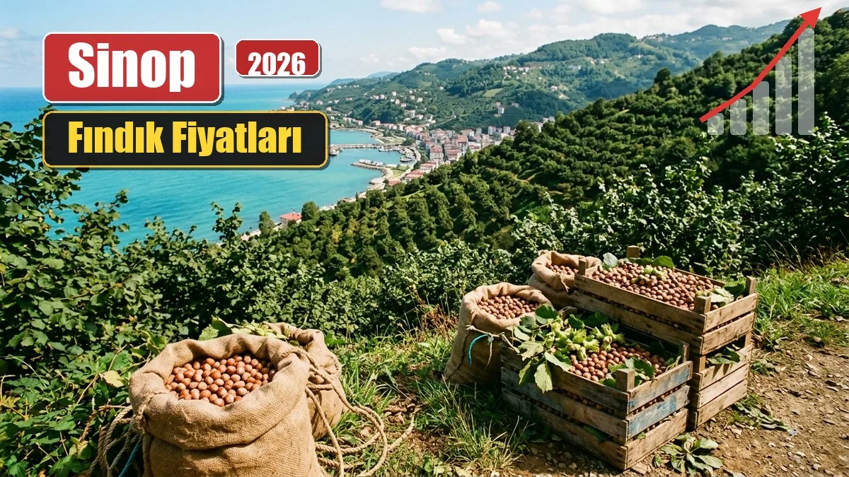 Sinop Fındık Fiyatları 9 Eylül 2026 5 Sinop Fındık Fiyatları 9 Eylül 2026