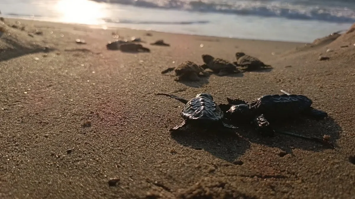 Sürpriz yuvadan 67 caretta caretta yavrusu çıktı 7 Sürpriz yuvadan 67 caretta caretta yavrusu çıktı