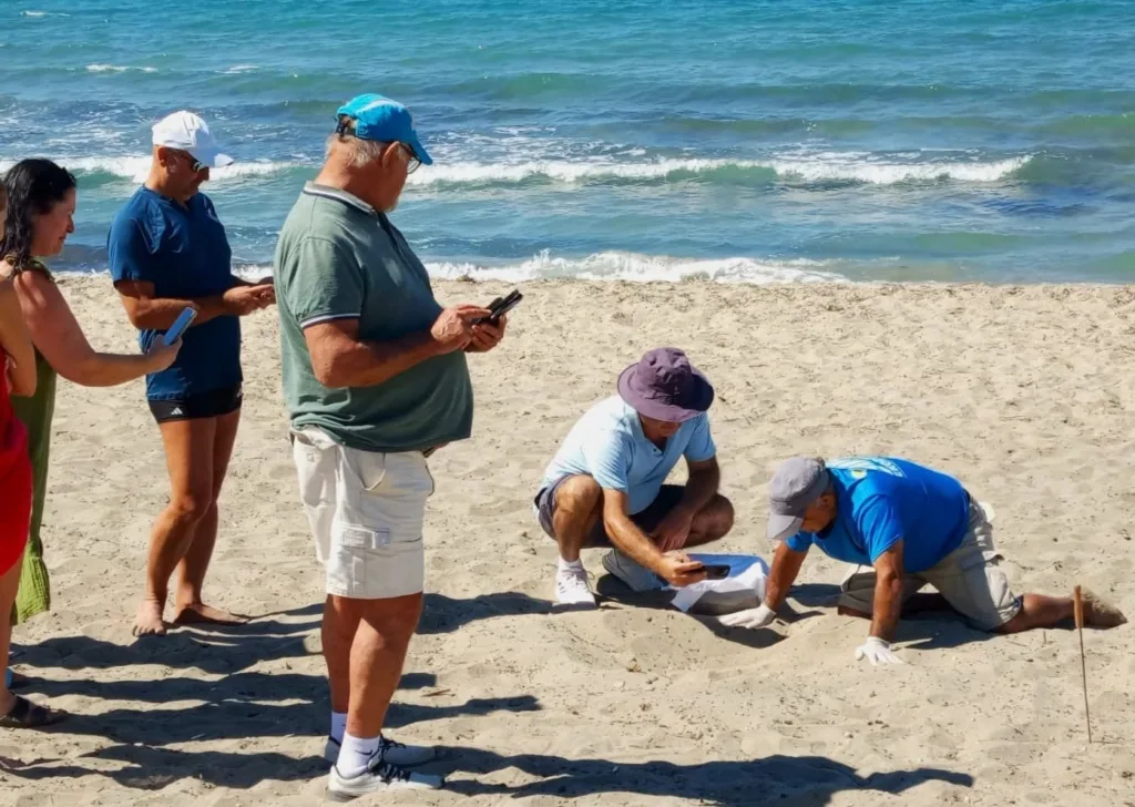 surpriz yuvadan 67 caretta caretta yavrusu cikti 4c0ad1b3610d