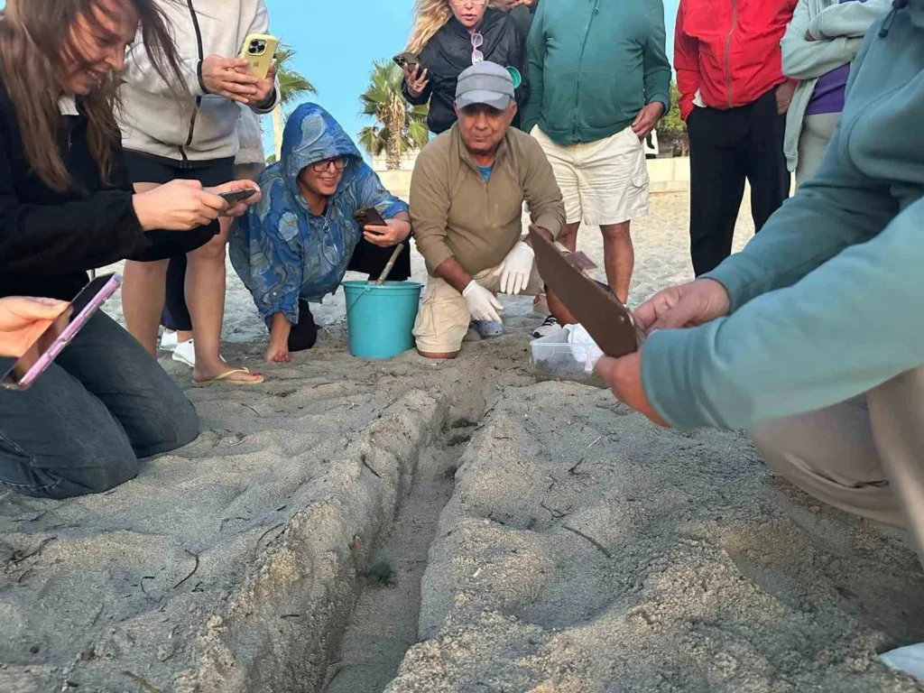 surpriz yuvadan 67 caretta caretta yavrusu cikti b2781c20d2f1