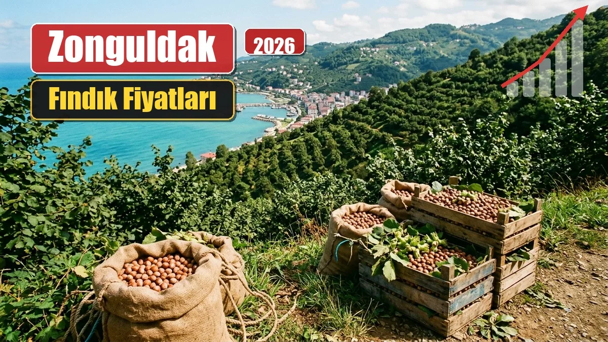 zonguldak findik fiyatlari kapak
