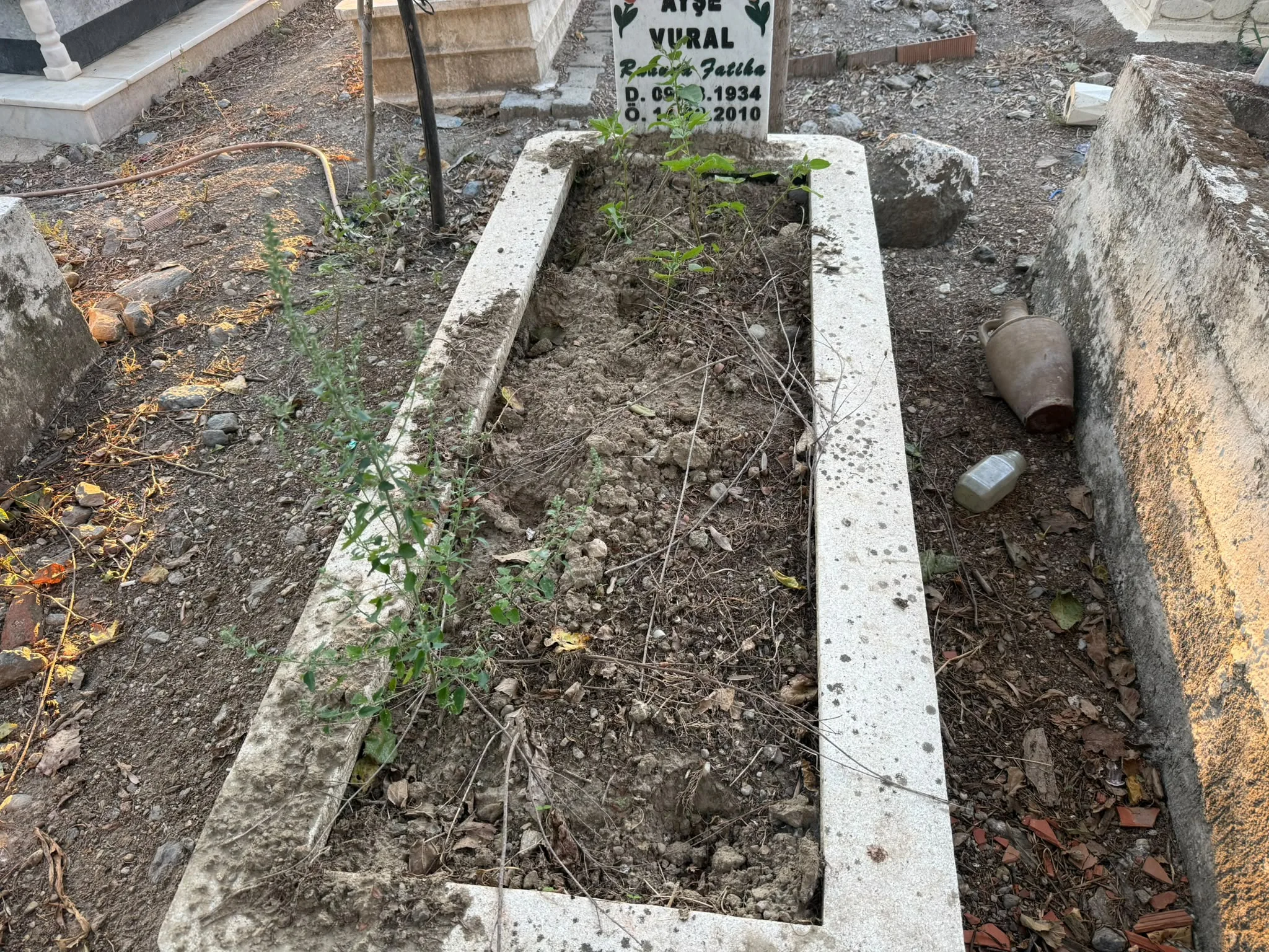 Domuzlar mezarlığa girdi, kabirlere zarar verdi 2 Domuzlar mezarlığa girdi, kabirlere zarar verdi