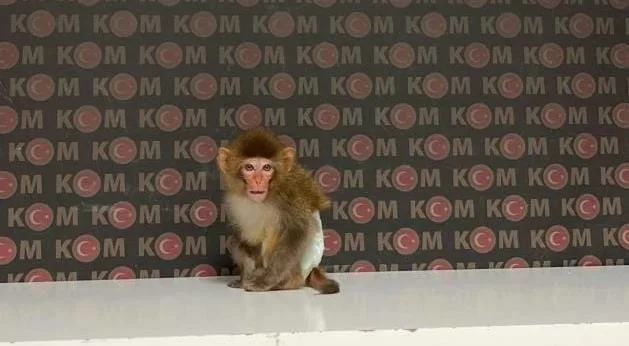 Nesli tükenmekte olan maymun evde yakalandı 3 Nesli tükenmekte olan maymun evde yakalandı