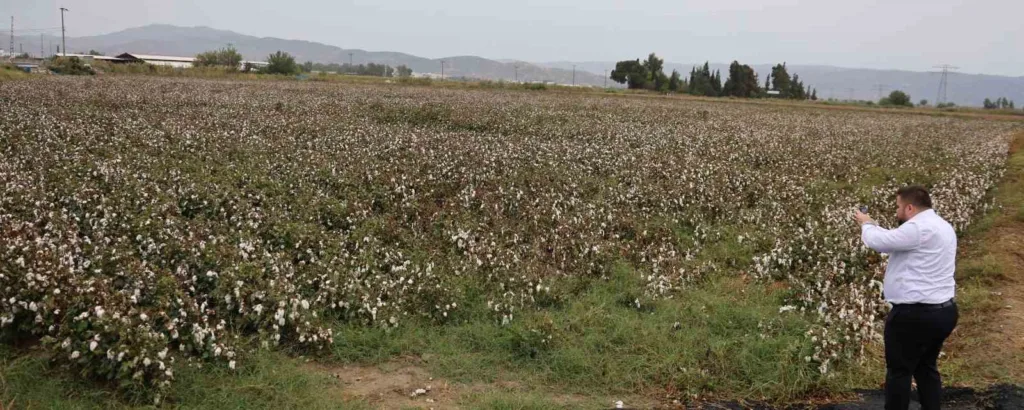 aydin pamugu yagmura hazirliksiz yakalandi 20fd1a5c52dc