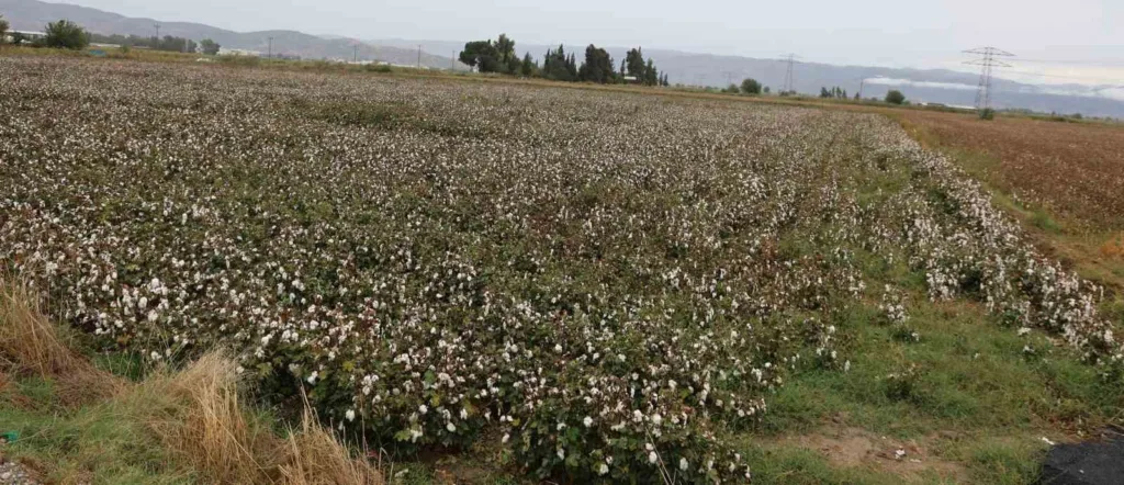 aydin pamugu yagmura hazirliksiz yakalandi 587bbb7502fb