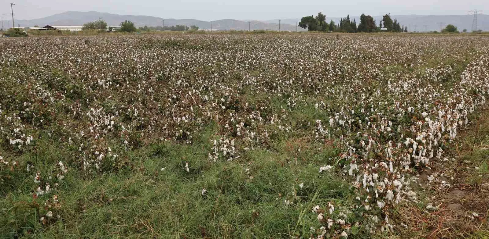 Aydın pamuğu yağmura hazırlıksız yakalandı