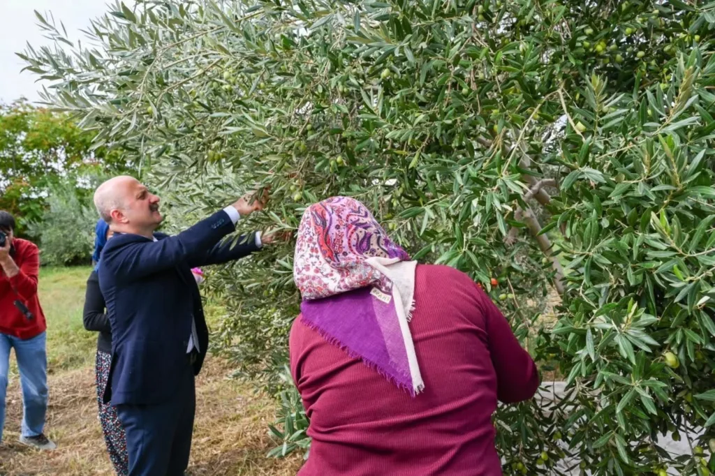 aydin valisi varol kadin ciftcilerle zeytin topladi 169eb069cb79