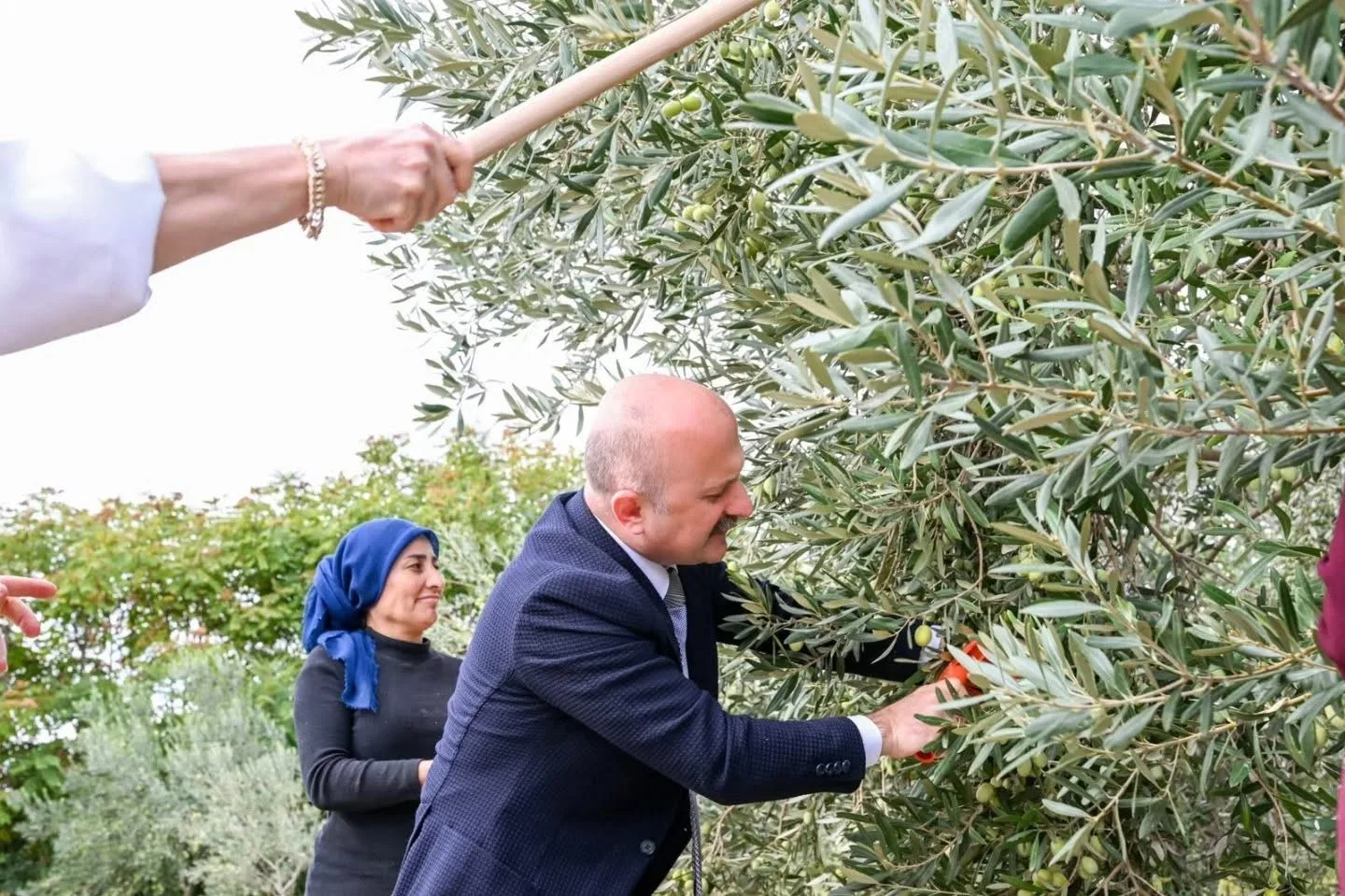 Aydın Valisi Varol, kadın çiftçilerle zeytin topladı 3 Aydın Valisi Varol, kadın çiftçilerle zeytin topladı