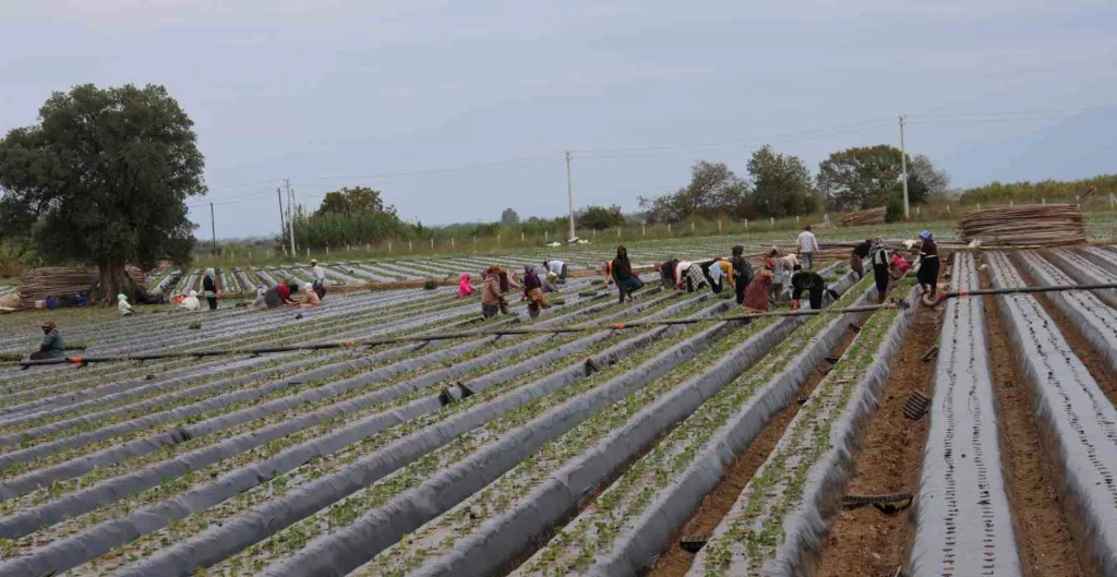 aydinda cilek ureticisi yeni sezon dikimlerine basladi 48e564d51cbd