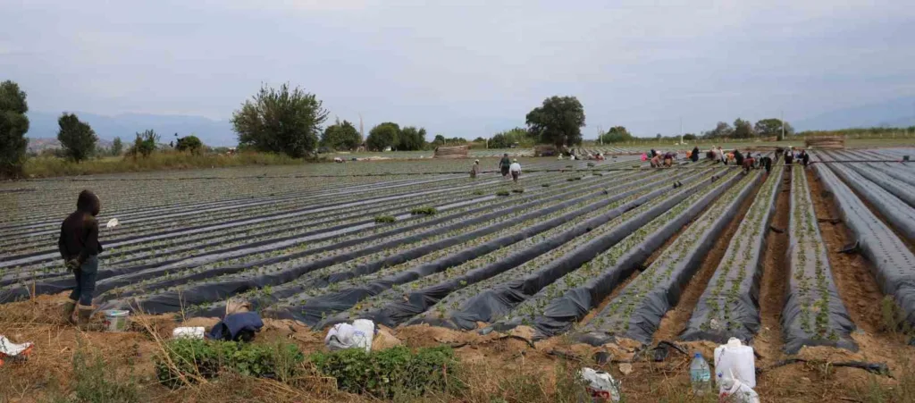aydinda cilek ureticisi yeni sezon dikimlerine basladi ba1d97102d65