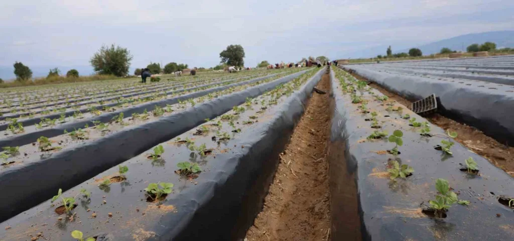 aydinda cilek ureticisi yeni sezon dikimlerine basladi c6876becda46