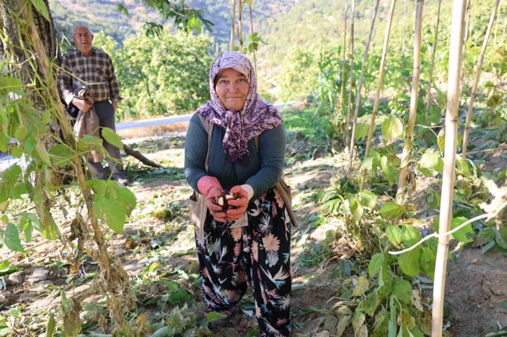aydinda kestane hasadi basladi 15a98f07a4bf
