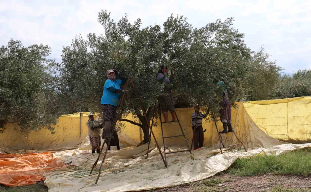 Aydın’da zeytin hasadı başladı 5 aydinda zeytin hasadi basladi 111ab5d2c101
