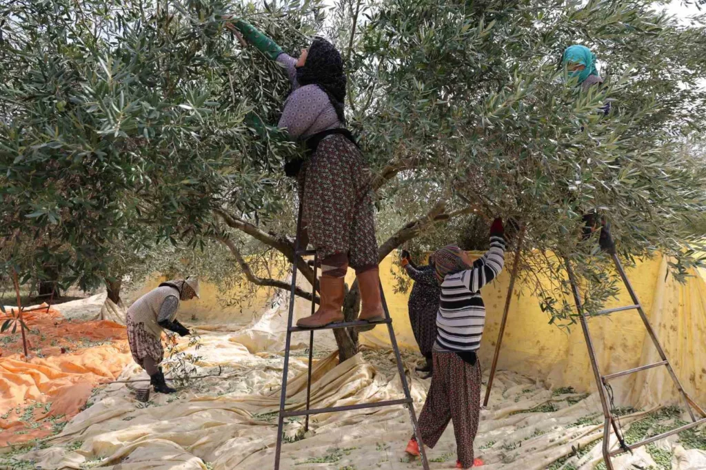 Aydın’da zeytin hasadı başladı 3 aydinda zeytin hasadi basladi c1fff892b23e