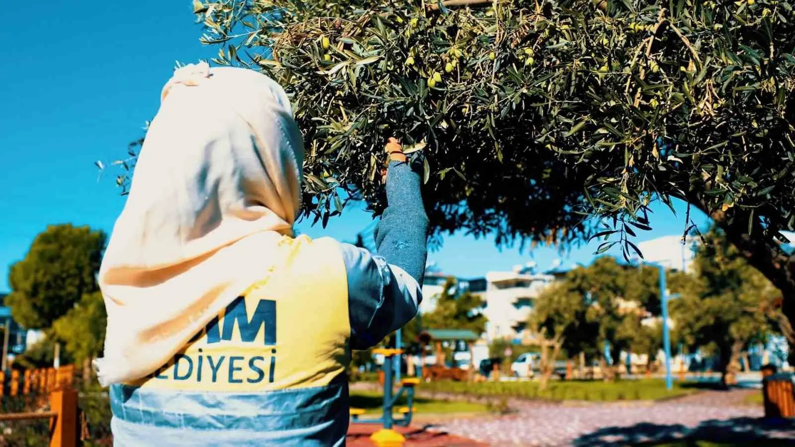Didim Belediyesi, zeytin hasadına başladı 4 Didim Belediyesi, zeytin hasadına başladı