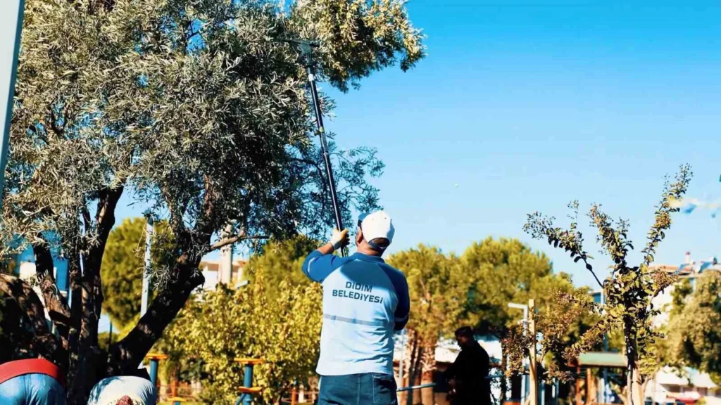 didim belediyesi zeytin hasadina basladi 15cfb0c67d89