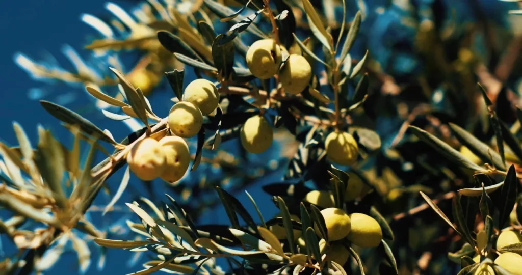 didim belediyesi zeytin hasadina basladi a6b2255f0f1e