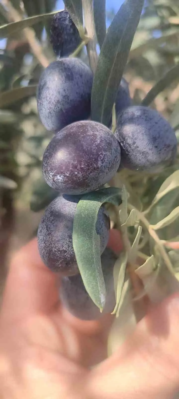 Didim’de zeytin üreticilerine zeytin sineği uyarısı