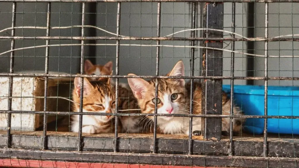 germencikte barinaktaki can dostlar yuvalarini bekliyor 0e1af5876e5e